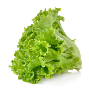 Green leaf lettuce
